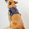 HEADS OR TAILS PUP NYC Denim Dog Harness (Dog & Co. Exclusive)