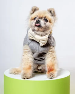 BROCHU WALKER The Cashmere Dog Hoodie Dog & Co X Brochu Walker Exclusive -Pet Sale Shop Dog Co 1C5A4842