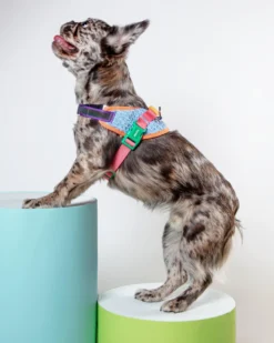 ZEE.DOG Flyharness In Galaxy For Dogs -Pet Sale Shop Dog Co 1C5A4883 03f8beb5 5f5e 4a12 b5c3 3943941b83da