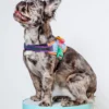 ZEE.DOG Flyharness In Galaxy For Dogs
