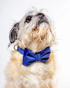 THE FOGGY DOG Navy Velvet Dog Bow-Tie (Made In The USA)