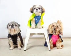 DOG & CO. COLLECTION Action Jacket Pull-On Raincoat In Navy + Neon Pink (Made In NYC) -Pet Sale Shop Dog Co 1C5A4968 0e5c7aaf 72a2 4aaa a8ba 09cadee8fd24