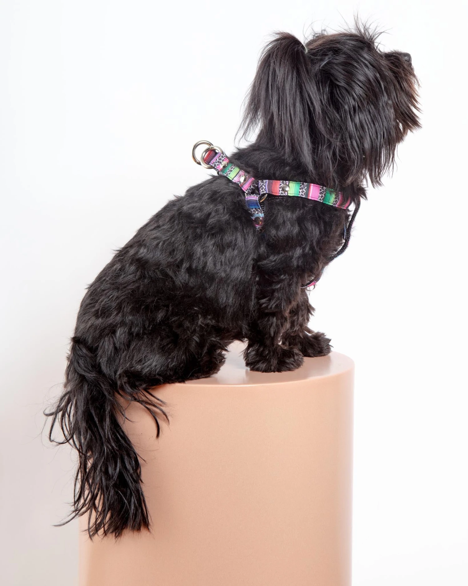 DOG & CO. COLLECTION Step-In Dog Harness In Rainbow Serape & Leopard (Made In NYC) 6 DOG & CO. COLLECTION Step-In Dog Harness In Rainbow Serape & Leopard (Made In NYC) - Image 6
