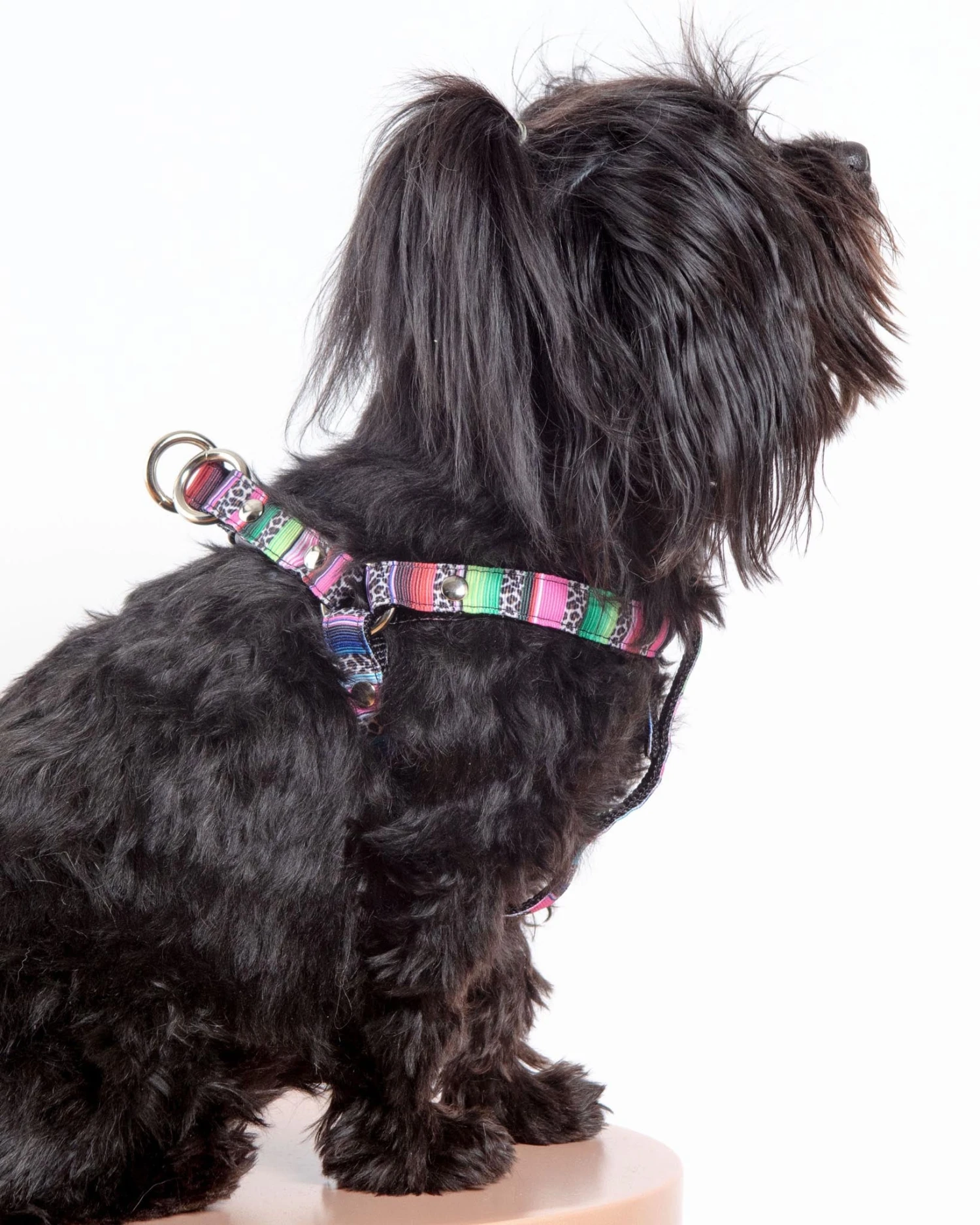 DOG & CO. COLLECTION Step-In Dog Harness In Rainbow Serape & Leopard (Made In NYC) 7 DOG & CO. COLLECTION Step-In Dog Harness In Rainbow Serape & Leopard (Made In NYC) - Image 7