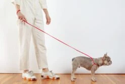 DOG & CO. Nylon Step-In Adjustable Dog Harness In Red (Made In The USA) -Pet Sale Shop Dog Co 1C5A5415