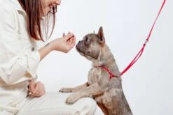 DOG & CO. Nylon Step-In Adjustable Dog Harness In Red (Made In The USA) -Pet Sale Shop Dog Co 1C5A5432