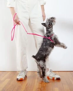 DOG & CO. Step-In Adjustable Dog Harness In Neon Pink (Made In The USA) -Pet Sale Shop Dog Co 1C5A5472