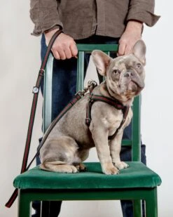 DOG & CO. COLLECTION Step-In Dog Harness In Luxe Green & Red Stripe (Made In NYC) -Pet Sale Shop Dog Co 1C5A5558 03c35f03 ef56 452d 86f6 f6f179ff7033