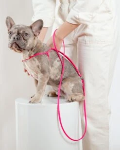 DOG & CO. Step-In Adjustable Dog Harness In Neon Pink (Made In The USA) -Pet Sale Shop Dog Co 1C5A5572