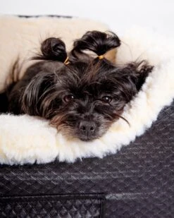 SNOOZER Lookout Dog Car Seat With Storage Drawer (Direct-Ship) (Made In The USA) -Pet Sale Shop Dog Co 1C5A5717