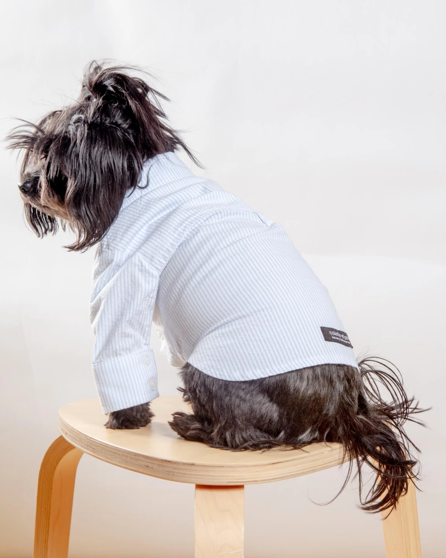 COLETTE ET GASTON Slim Fit Organic Cotton Button Down Dog Shirt In Striped Blue 4 COLETTE ET GASTON Slim Fit Organic Cotton Button Down Dog Shirt In Striped Blue - Image 4