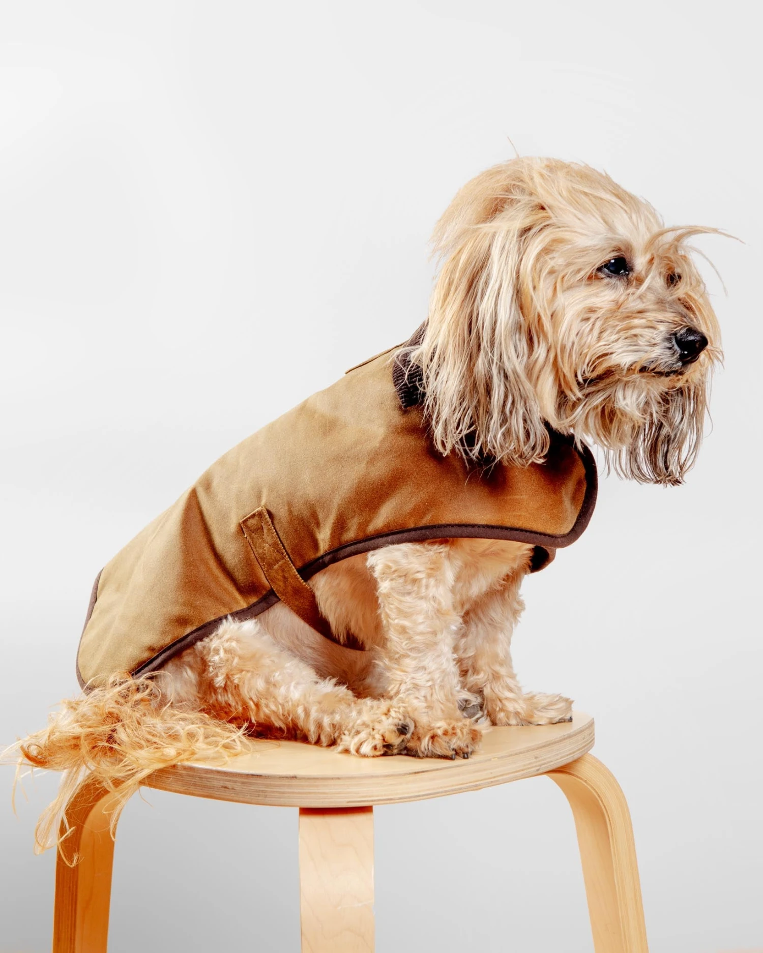 EARTHBOUND Wax Cotton All Weather Dog Jacket In Beige 5 EARTHBOUND Wax Cotton All Weather Dog Jacket In Beige - Image 5