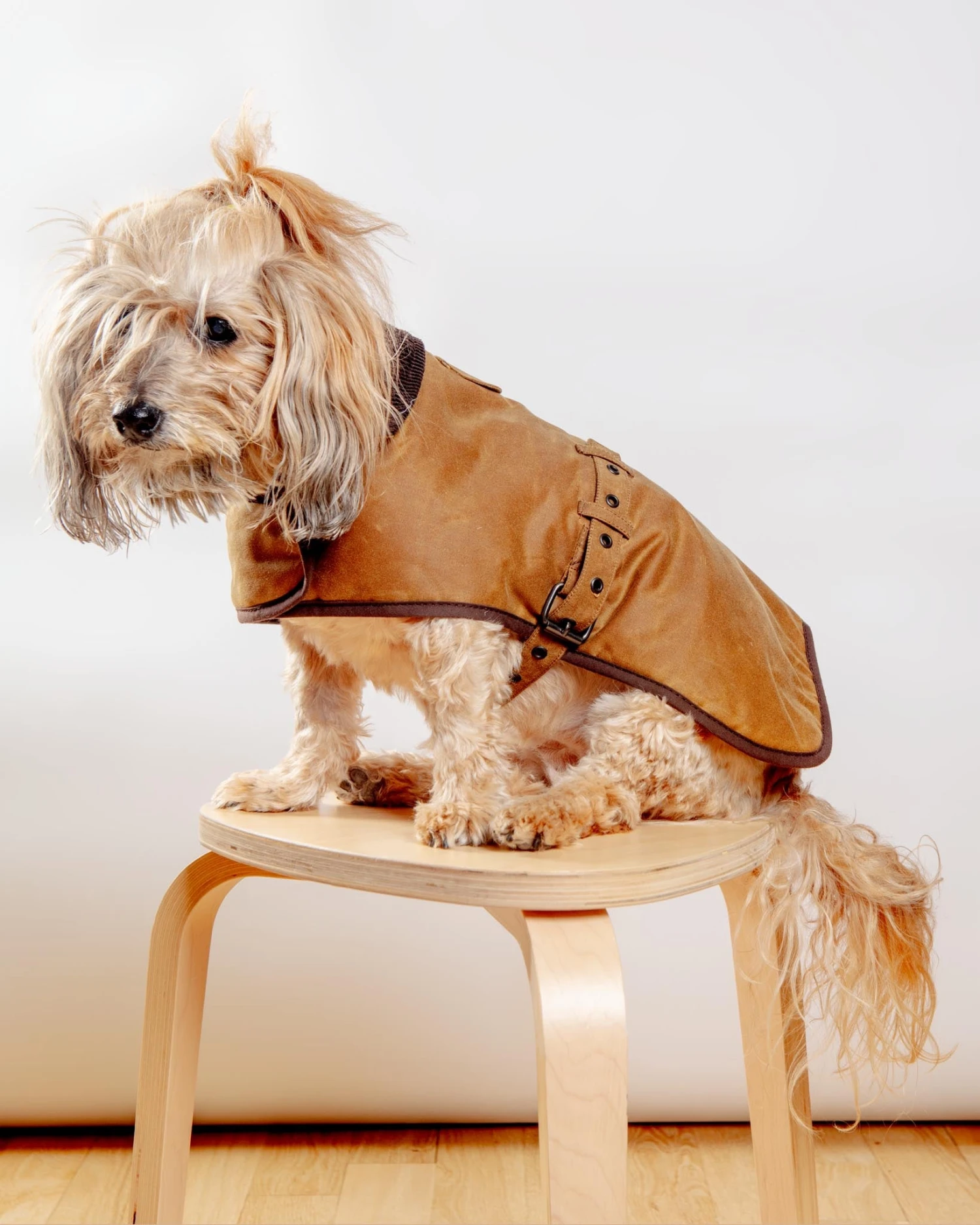 EARTHBOUND Wax Cotton All Weather Dog Jacket In Beige 4 EARTHBOUND Wax Cotton All Weather Dog Jacket In Beige - Image 4