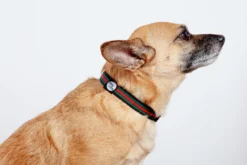 DOG & CO. COLLECTION Luxe Green & Red Stripe Dog Collar (Made In NYC) -Pet Sale Shop Dog Co 1C5A6347