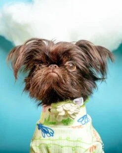 COTE A COTE Garden Lettuce Dog T-Shirt 21 COTE A COTE Garden Lettuce Dog T-Shirt -Pet Sale Shop Dog Co 1C5A6566