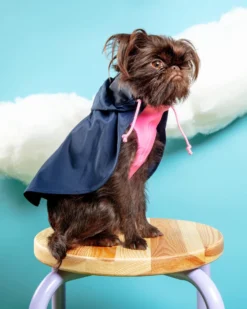 DOG & CO. COLLECTION Action Jacket Pull-On Raincoat In Navy + Neon Pink (Made In NYC) -Pet Sale Shop Dog Co 1C5A6674 1