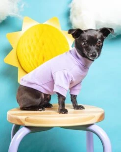 COLETTE ET GASTON Cotton Pullover Dog T-Shirt In Lavender Or Navy -Pet Sale Shop Dog Co 1C5A6884