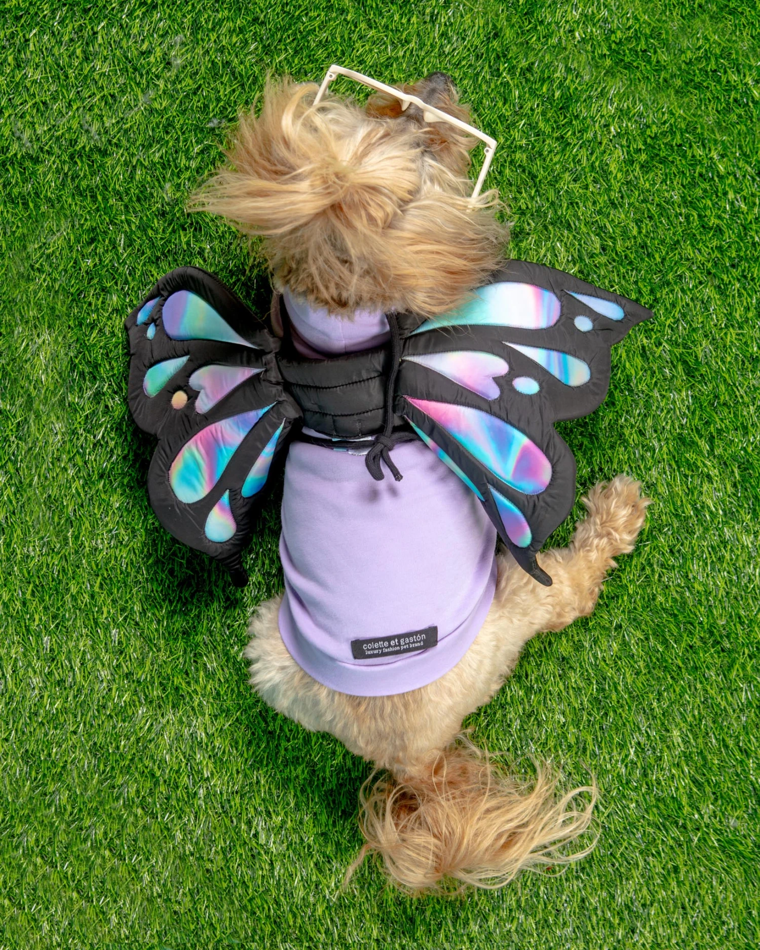 DOGO Adjustable Tie-On Butterfly Wings For Dogs 4 DOGO Adjustable Tie-On Butterfly Wings For Dogs - Image 4