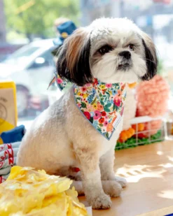 THE FOGGY DOG Rifle Paper Co. X Tfd Garden Party Spring Dog Bandana (Made In The USA) 7 THE FOGGY DOG Rifle Paper Co. X Tfd Garden Party Spring Dog Bandana (Made In The USA) -Pet Sale Shop Dog Co 1C5A7535