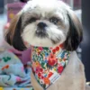 THE FOGGY DOG Rifle Paper Co. X Tfd Garden Party Spring Dog Bandana (Made In The USA)