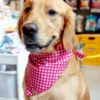 THE FOGGY DOG Raspberry Gingham Dog Bandana (Made In The USA)