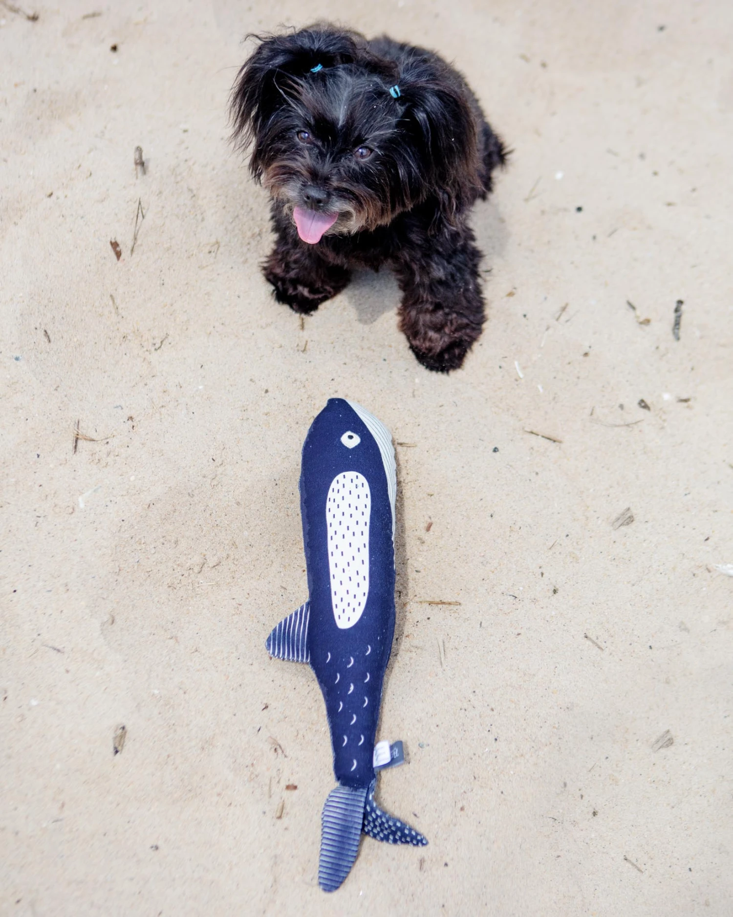 PETSHOP There She Blows Canvas Whale Dog Toy 1 PETSHOP There She Blows Canvas Whale Dog Toy