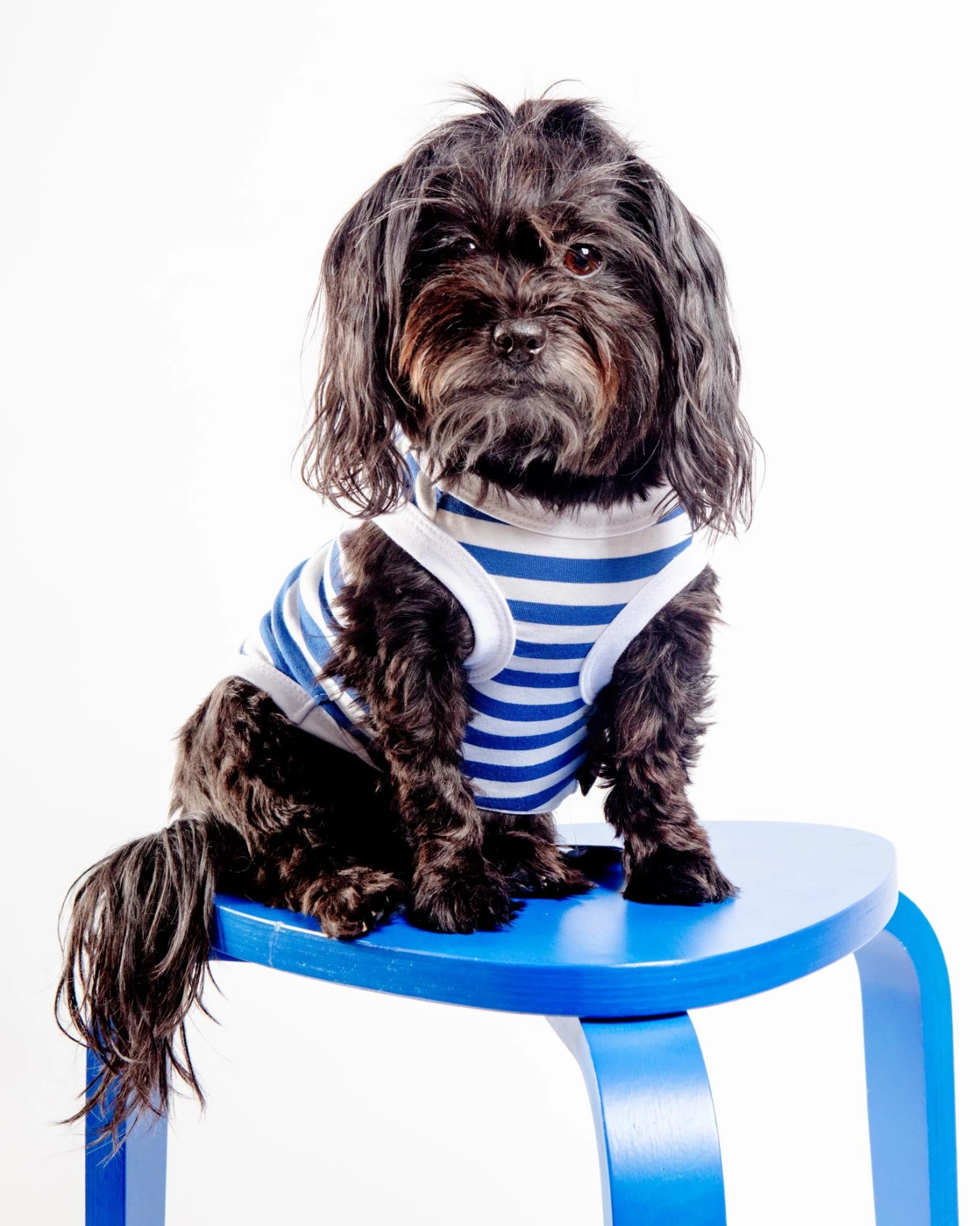 PARISIAN PETS Captain Dog Tank Top In Blue & White Stripe 2 PARISIAN PETS Captain Dog Tank Top In Blue & White Stripe - Image 2