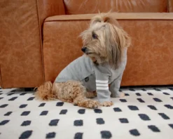 DENTISTS APPOINTMENT Stripe Point Turtleneck In Grey (Dog & Co. Excusive) -Pet Sale Shop Dog Co 1C5A9761