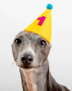 MODERN BEAST Numbered Pawty Hat (Made In The USA)