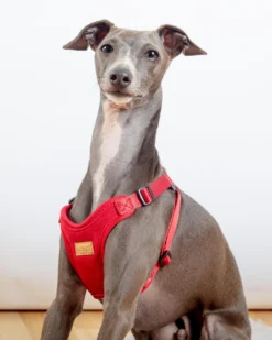 CHARLIE'S BACKYARD Comfort Dog Harness In Red -Pet Sale Shop Dog Co 1C5A9960