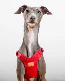 CHARLIE'S BACKYARD Comfort Dog Harness In Red