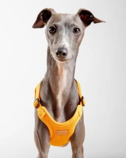 CHARLIE'S BACKYARD Comfort Dog Harness In Yellow -Pet Sale Shop Dog Co 1C5A9985