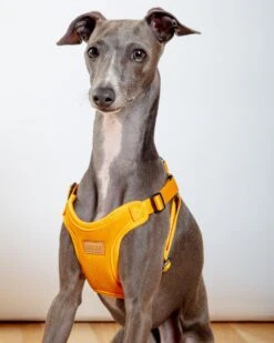 CHARLIE'S BACKYARD Comfort Dog Harness In Yellow