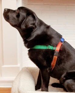 2 Hounds Design Freedom No-Pull Harness In Spice (Made In The USA) -Pet Sale Shop Dog Co 2352 1