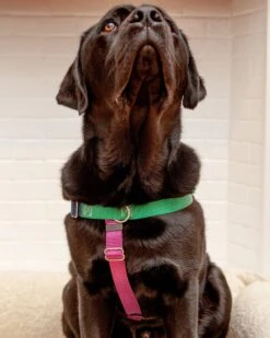 2 Hounds Design Freedom No-Pull Harness In Spice (Made In The USA) -Pet Sale Shop Dog Co 2356 1