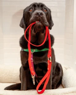 DOG & CO. COLLECTION City Leash In Real Red (Made In The USA) 16 DOG & CO. COLLECTION City Leash In Real Red (Made In The USA) -Pet Sale Shop Dog Co 2359 1