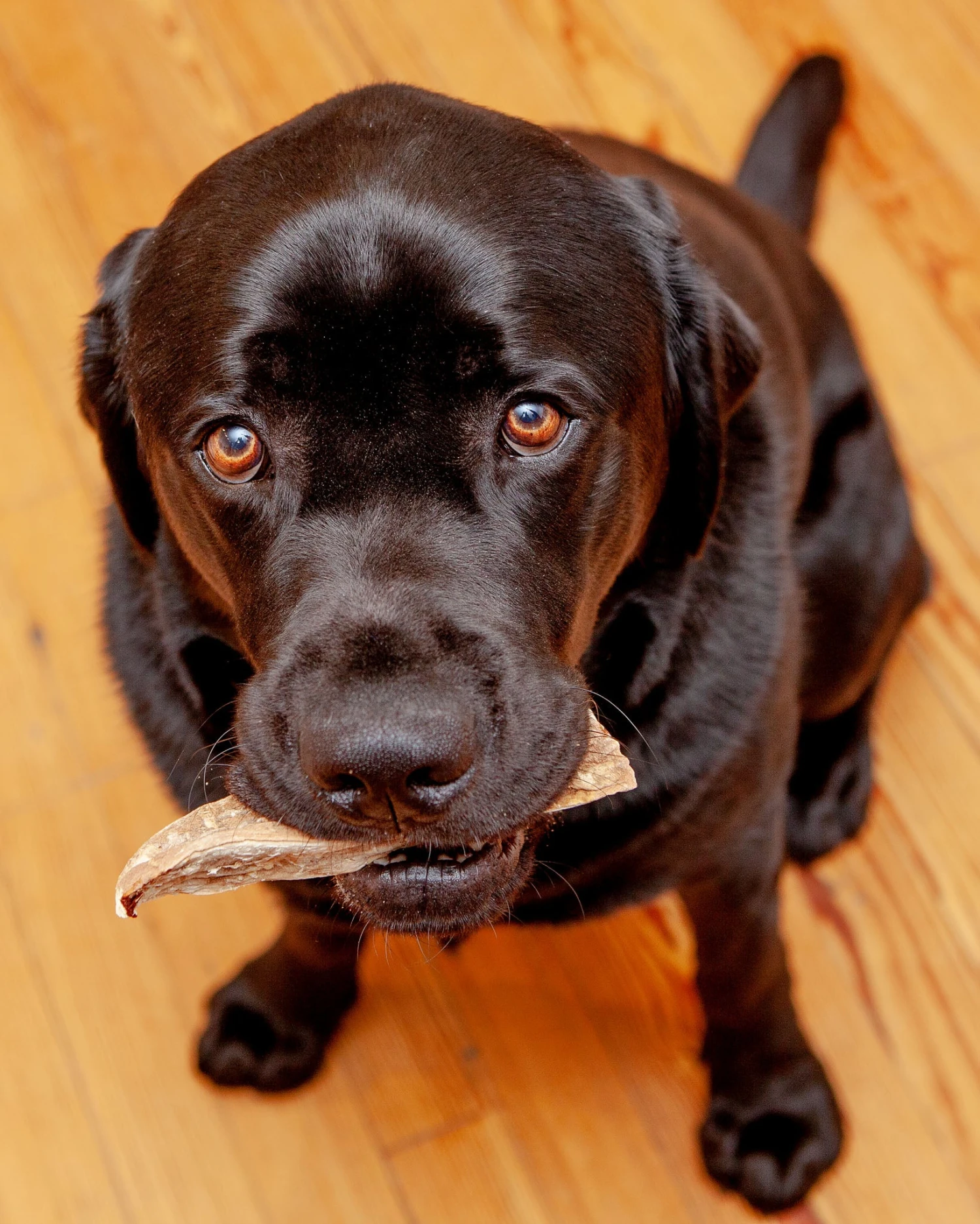 SNOOK'S Sweet Potato Steak Fries Dog Chews 2 SNOOK'S Sweet Potato Steak Fries Dog Chews - Image 2