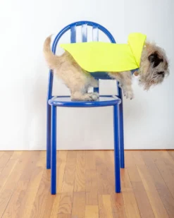 DOG & CO. COLLECTION Action Jacket Pull-On Raincoat In Safety Yellow + Blue (Made In NYC) -Pet Sale Shop Dog Co ActionJacketPull OnRaincoat 1C5A5258