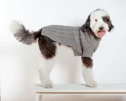 DOG & CO. COLLECTION Downtown Roll Neck Dog Sweater In Grey 18 DOG & CO. COLLECTION Downtown Roll Neck Dog Sweater In Grey -Pet Sale Shop Dog Co DowntownRollNeckDogSweater 1C5A6150
