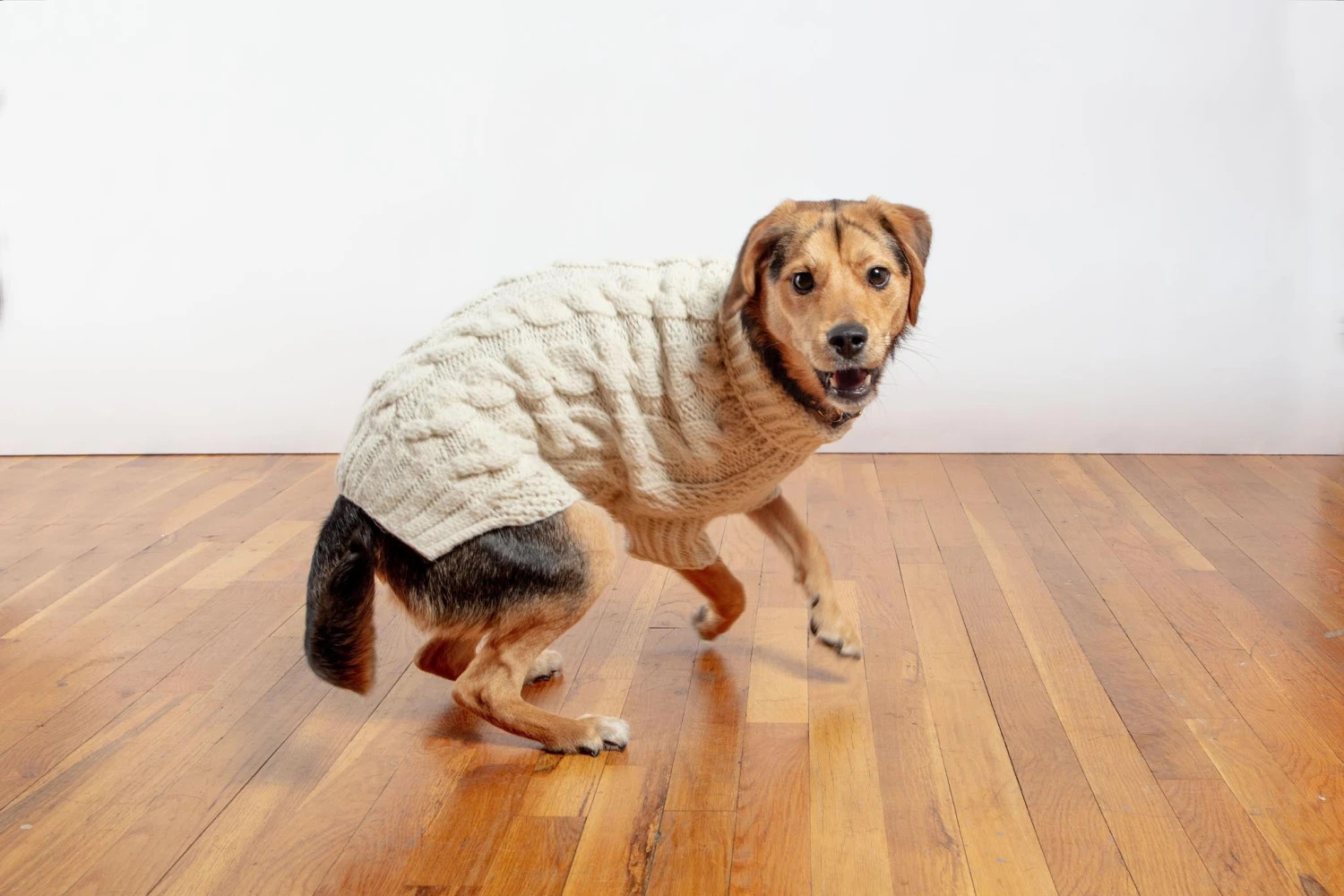DOG & CO. COLLECTION Downtown Roll Neck Dog Sweater In Natural 9 DOG & CO. COLLECTION Downtown Roll Neck Dog Sweater In Natural - Image 9