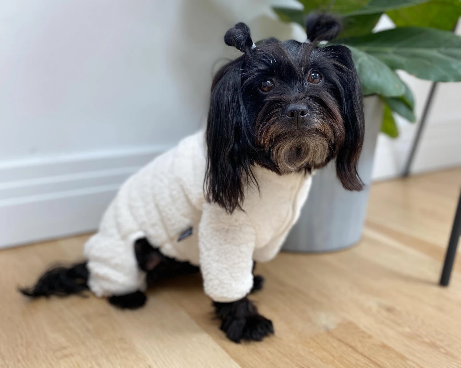 DENTISTS APPOINTMENT Boa Fleece Onesie In Cream (Dog & Co. Exclusive) 6 DENTISTS APPOINTMENT Boa Fleece Onesie In Cream (Dog & Co. Exclusive) - Image 6