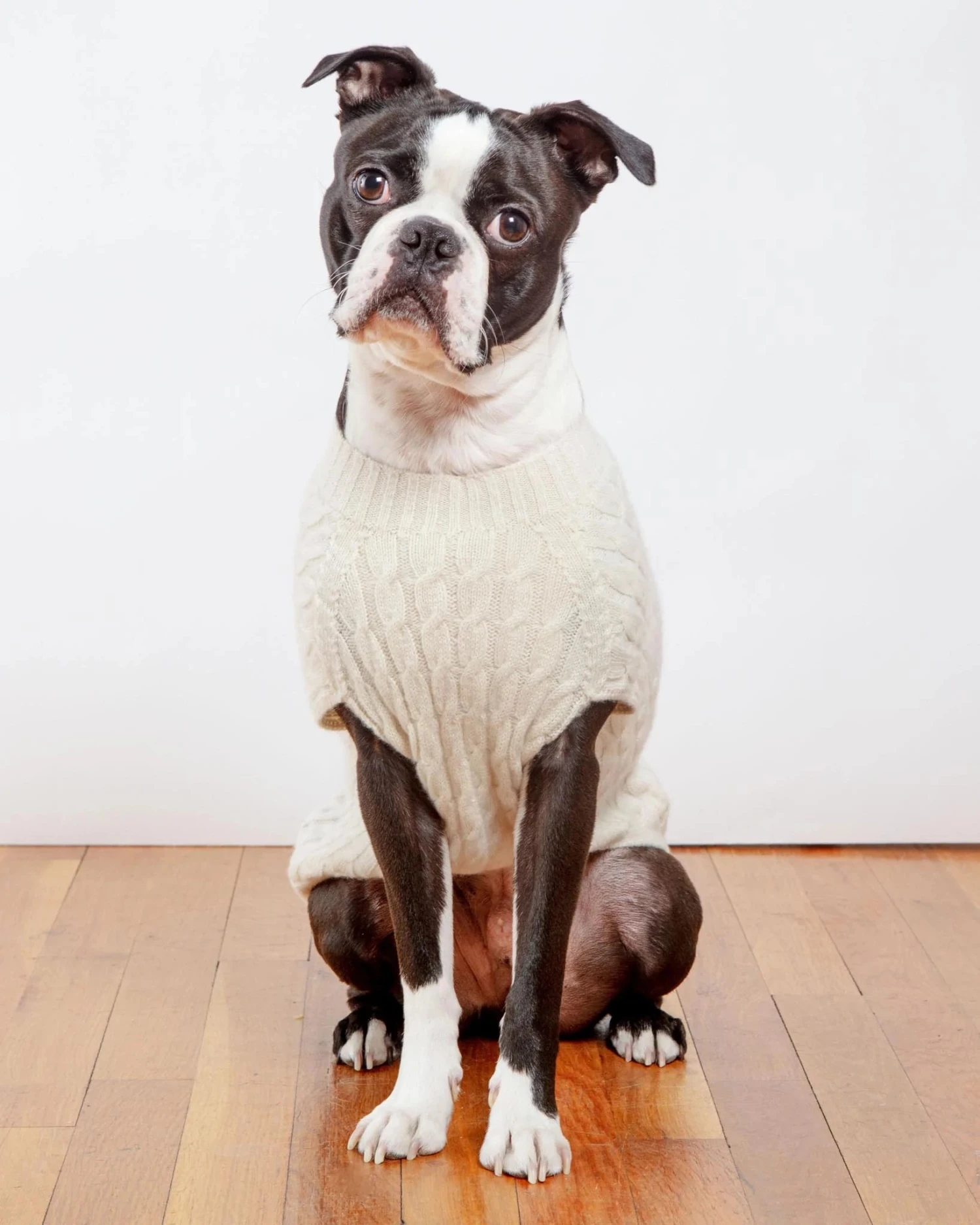 DOG & CO. COLLECTION The Uptown Cable Knit Sweater In Natural American Cotton (Made In NYC) 5 DOG & CO. COLLECTION The Uptown Cable Knit Sweater In Natural American Cotton (Made In NYC) - Image 5