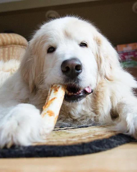 EARTH ANIMAL No-Hide Wholesome Dog Chew In Peanut Butter 8 EARTH ANIMAL No-Hide Wholesome Dog Chew In Peanut Butter - Image 8