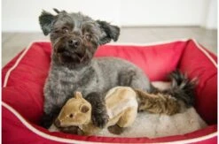 FLUFF & TUFF Peanut The Squirrel Squeaky Dog Plush Toy -Pet Sale Shop FLUFF TUFF Peanut the Squirrel 2