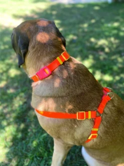 DOG & CO. COLLECTION A Walk In The Park Dog Harness (Made In The USA) (FINAL SALE) -Pet Sale Shop Image4 9e1561b8 a2a6 4fe9 a50e c091c6dc53b6 scaled