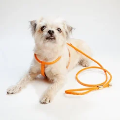 LA CINOPELCA Italian Leather Harness In Orange -Pet Sale Shop LA CINOPELCA Orange Harness Leash 3 d3c8b28c 84ff 45b6 8827 d8681275bd3f