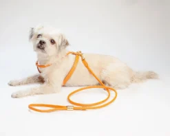 LA CINOPELCA Italian Leather Harness In Orange -Pet Sale Shop LA CINOPELCA Orange Harness Leash 7a3c6320 c1e2 442f b8eb b9a4493ad772