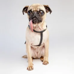 LA CINOPELCA Italian Leather Dog Leash In Classic Black -Pet Sale Shop LA CINOPELCA Harness Black