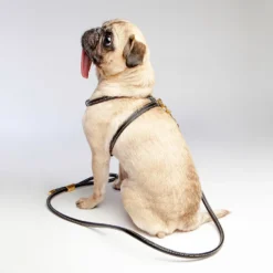 LA CINOPELCA Italian Leather Dog Harness In Classic Black -Pet Sale Shop LA CINOPELCA Harness Leash Black 5abd5367 dec3 48d7 b137 44a5e542ae9f
