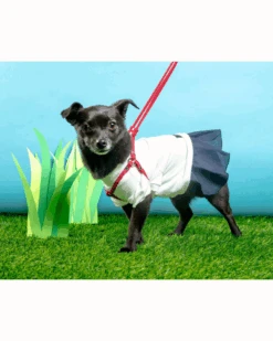 DOG & CO. Nylon Step-In Adjustable Dog Harness In Red (Made In The USA) -Pet Sale Shop NEWPRODUCT 21